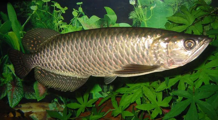 Pearl Arowana