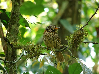 Semicollared Puffbird