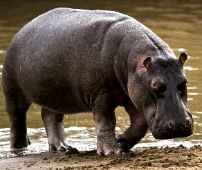 Foto de un hipopótamo caminando