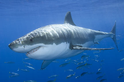 White Shark