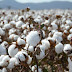 CBN Pledges Support for Cotton Farmers in Ekiti