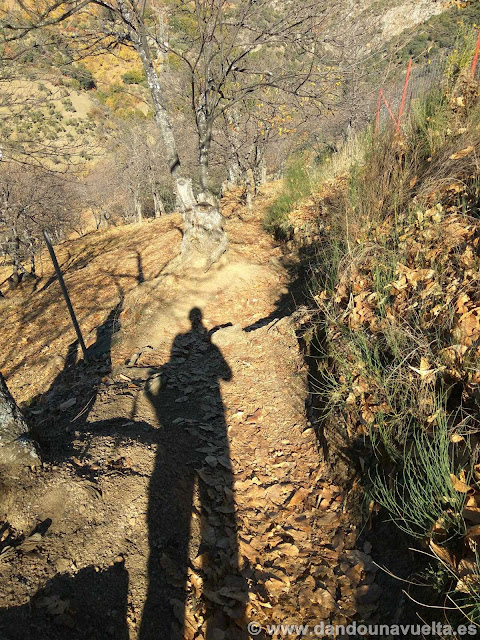 Sendero en la ruta de senderismo de los castaños Parauta