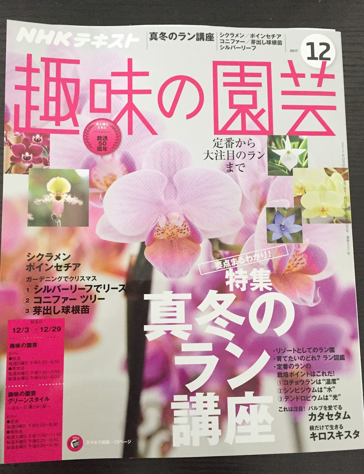 道草 Michikusa Blog 小さな苔の森 趣味の園芸１２月号