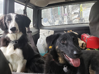 Ricky (an 11-month old black-and-white border collie) & Monty sit in the back of a Jeep. Photo taken from the angle of the front passenger seat. Ricky is looking solemnly at the camera while Monty sits beside him looking happy with his tongue out.