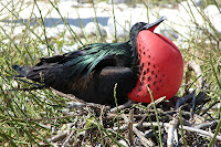 Male Galapagos Frigate Bird displaying his red chest to a female