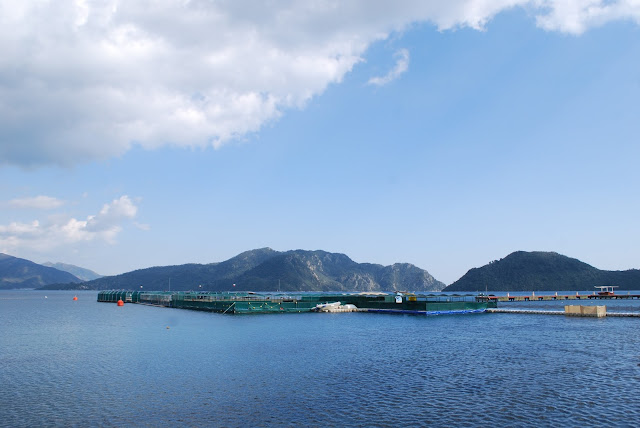 Дельфинарий Мармариса/Marmaris dolphin park