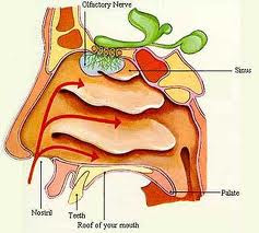 Anatomia de los olores