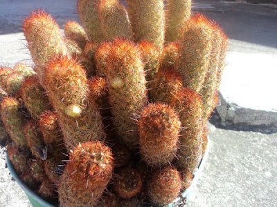 cactus mammilonga