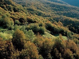 Pradera y bosque Mediterraneo