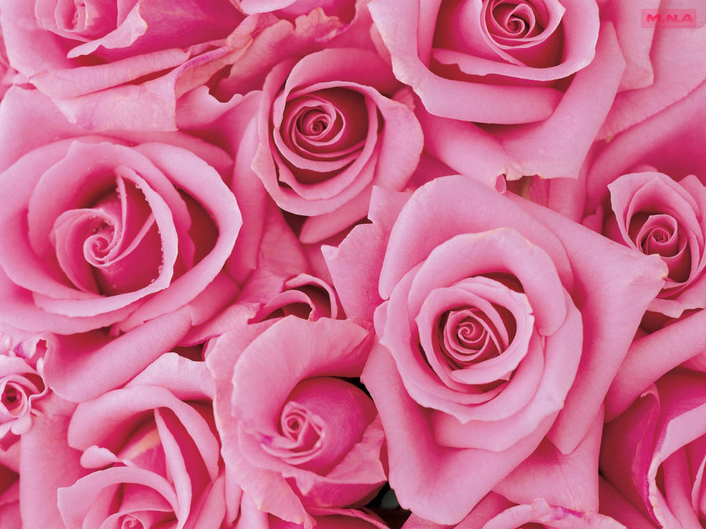 types of flowers most popular Beautiful Pink Roses Flowers | 1024 x 768