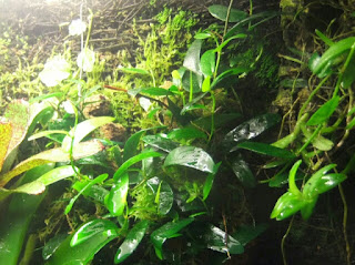 plantas dendrobates