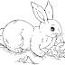 - Rabbit For Kids Coloring Pages