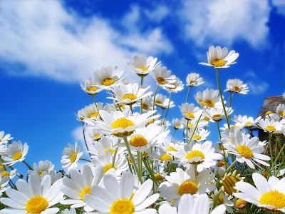 Beautiful Flower Desktop HDWallpaper 