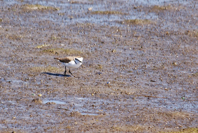 Dûkelmantsje - Strandplevier - Charadrius alexandrinus