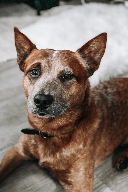 11 Amazing Dogs With Blue Eyes ( With Pictures)