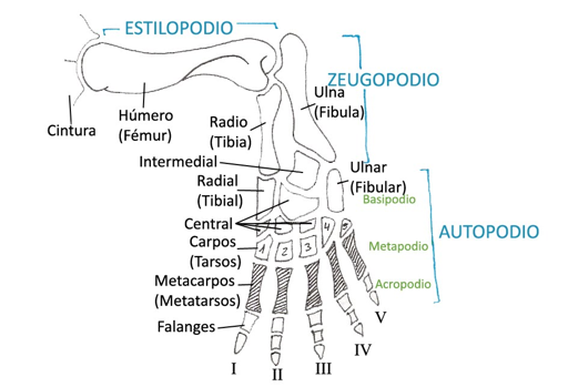 Estructura básica del quiridio o extremidad base de los vertebrados terrestres.