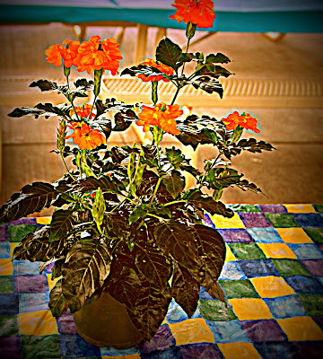 Lomo effect to flower photo