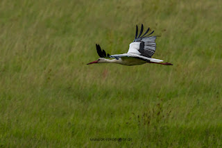 Wildlifefotografie Lippeaue Weißstorch Olaf Kerber