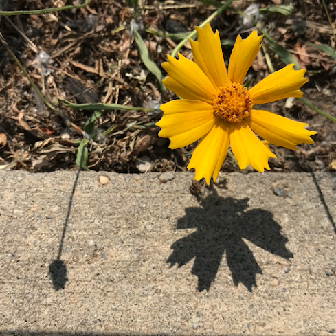 flowers, autumn flowers, nature, blah to TADA, garden, park, yellow