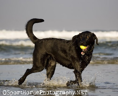 Maia seen in the 2010 Black Lab Calendar published by Willow Creek Press.