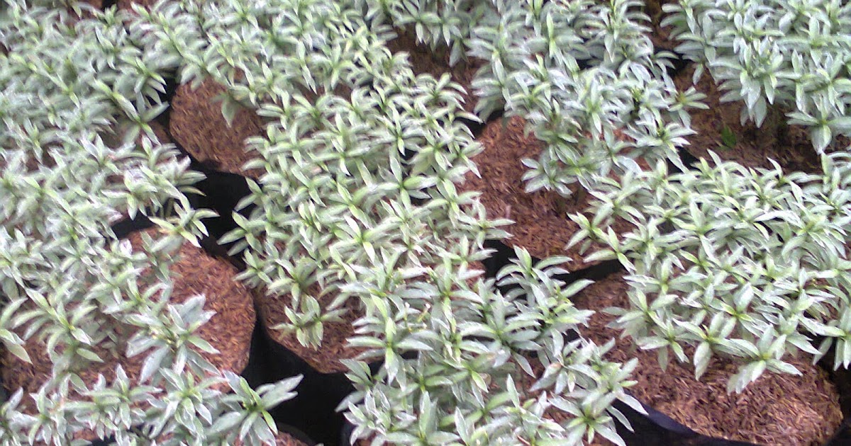 Sarbena mini daun silver Katalog tanaman hias semak 