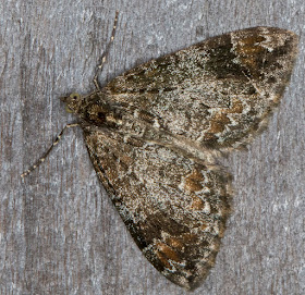 Common Marbled Carpet, Dysstroma truncata.  Luxford Lane, Crowborough, 26 September 2017.