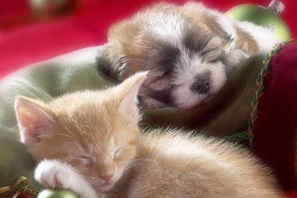 do kittens get along with puppies Actress stills: cute dog and puppy
pictures