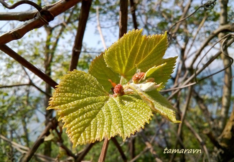 Виноград амурский (Vitis amurensis)