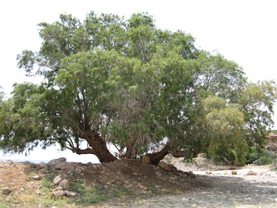 Un arbre en Crète