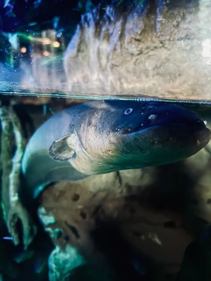 photo of a electric eel underneath the waters surface