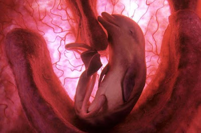 Images Baby Dolphins on Elephants  Dolphins  Dogs And Other Rare In Utero Images   Popsense