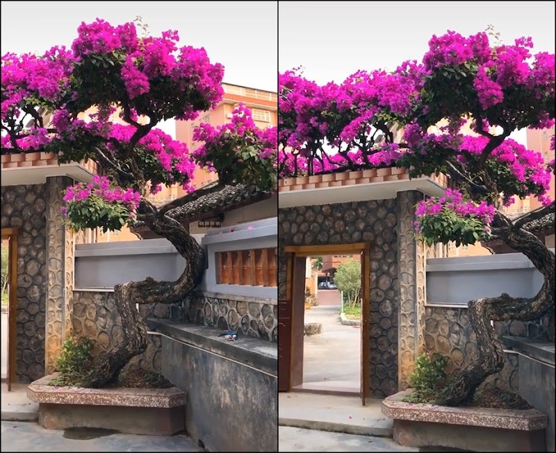 Cận cảnh cây hoa giấy “cổng đắt hơn vàng, trị giá vài tỉ”