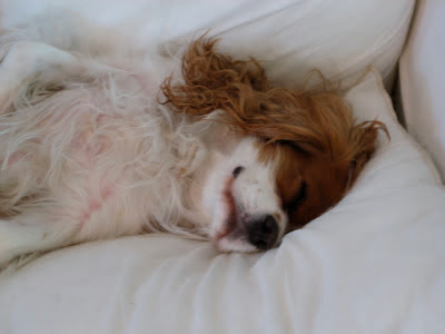 Cavalier King Charles Spaniel