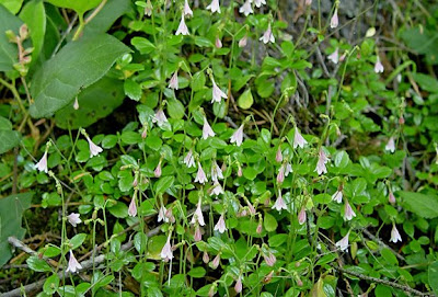 Twinflowers, photo by Robin Atkins