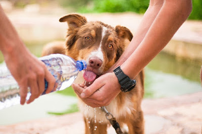 Person feeding a dog water from a bottle