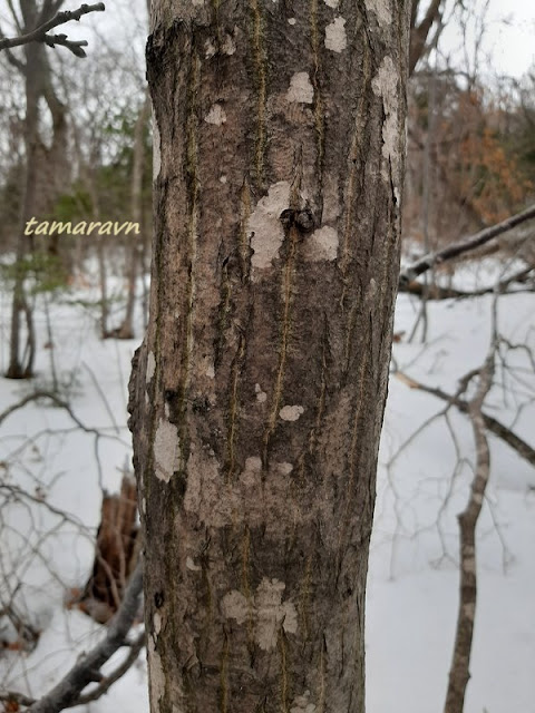 Клён ложнозибольдов (Acer pseudosieboldianum)