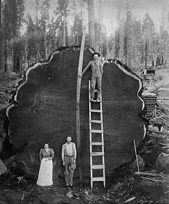 ﻿﻿https://commons.wikimedia.org/wiki/File:Sequioa_log._Sequioa_National_Park,_California,_ca._1910._Photographer_unknown._Collection_Library_of_Congress.jpg