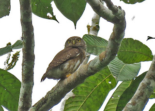 Amazonian Pygmy-Owl