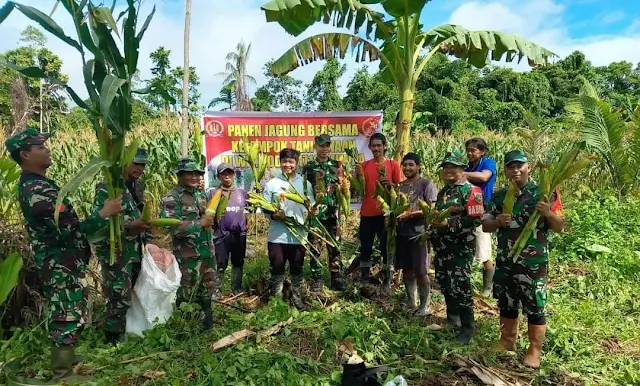 Wujudkan Ketahanan Pangan: Koramil Mapurujaya dan Kelompok Tani Panen Jagung Bersama