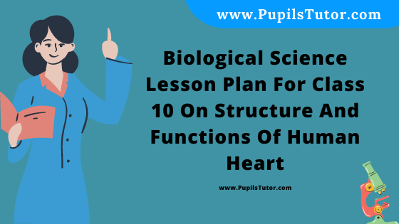 Free Download PDF Of Biological Science Lesson Plan For Class 10 On Structure And Functions Of Human Heart Topic For B.Ed 1st 2nd Year/Sem, DELED, BTC, M.Ed On Mega Teaching  In English. - www.pupilstutor.com