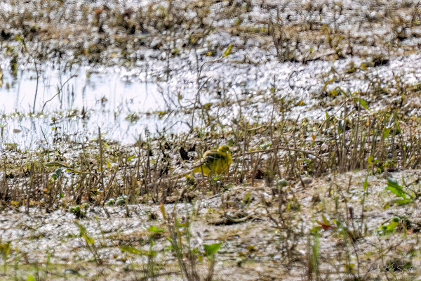 Yellow wagtail