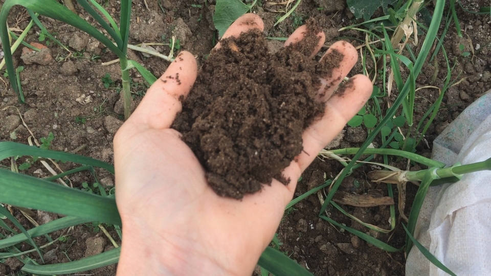 Composted chicken manure not only helps to build the health of the soil by adding organic matter and increasing water holding capacity  but it also acts as a fantastic fertilizer adding vital nutrients like nitrogen, phosphorus, and potassium to your plants.