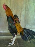 Pitek Online Jenis  Warna  Ayam  Bangkok 
