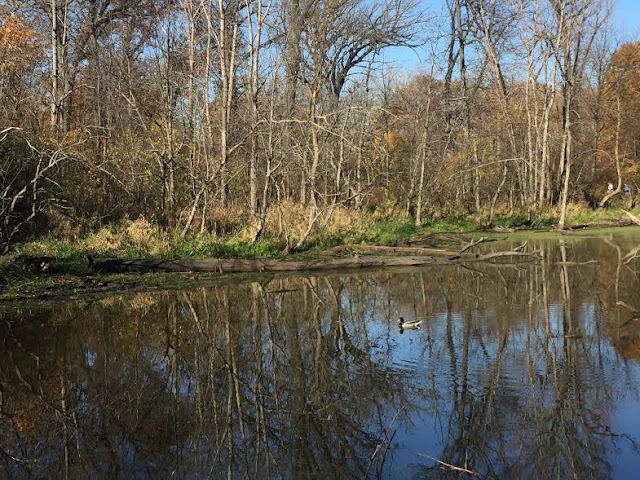 Mallard duck swimming along a pond at The Grove in Glenview, IL.