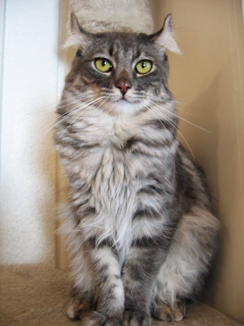 American Curl Cat