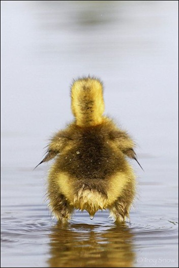 Duckling