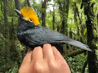 ‘Lost Bird’ not seen in 20 years photographed for the first time.