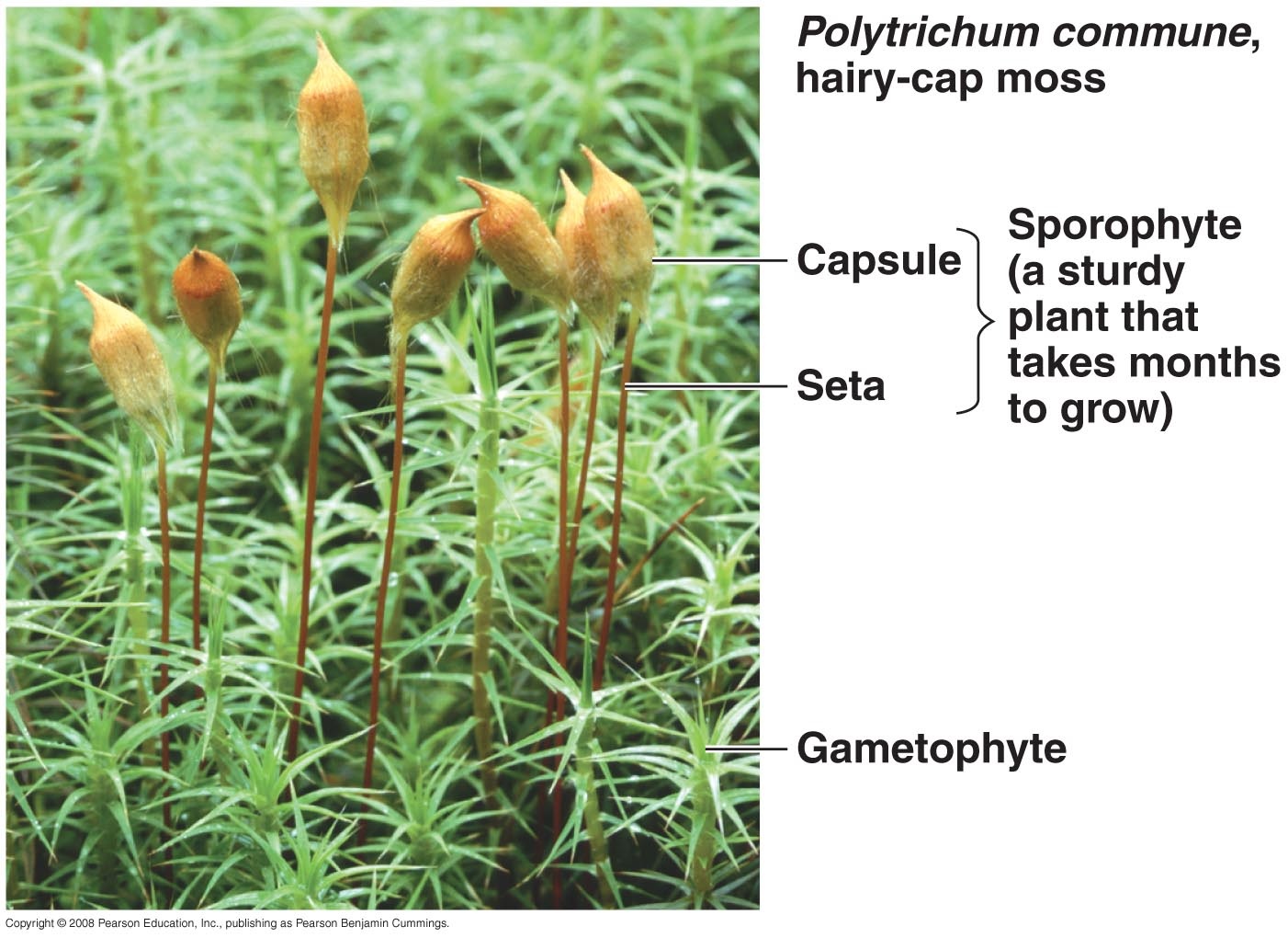 BIOLOGI GONZAGA TEST KINGDOM PLANTAE 01