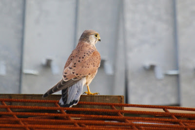 Reade Wikel - Torenvalk - Falco tinnunculus