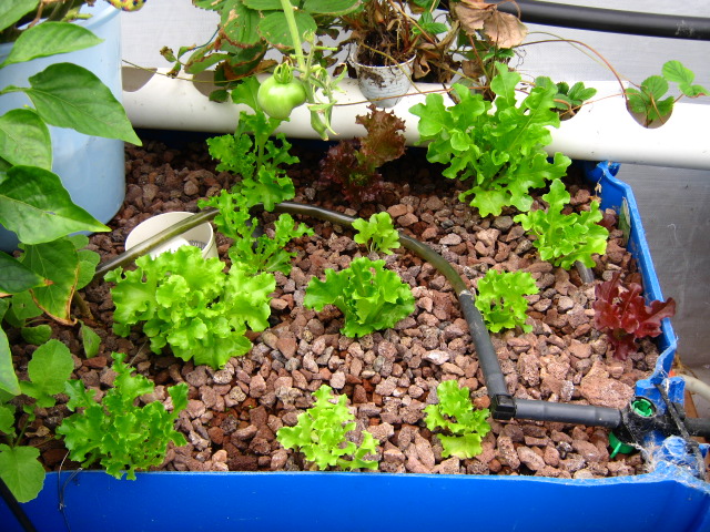 120 things in 20 years: Aquaponics - Constant flood growth